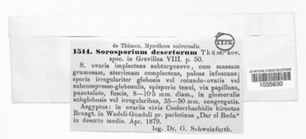 Sporisorium desertorum image